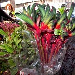 Kangaroo paws from Australia.